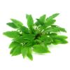 Dennerle Plants Cryptocoryne wendtii ´Broad Leaf´ In-Vitro (Dennerle Plants)