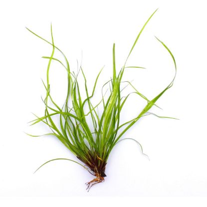 Dennerle Plants Juncus repens In-Vitro (Dennerle Plants)