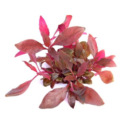 Dennerle Plants Alternanthera reineckii ´Lila´ In-Vitro (Dennerle Plants)