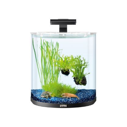 Tetra AquaArt Explorer Line Halfmoon Komplett-Set 30l anthrazit (Tetra)