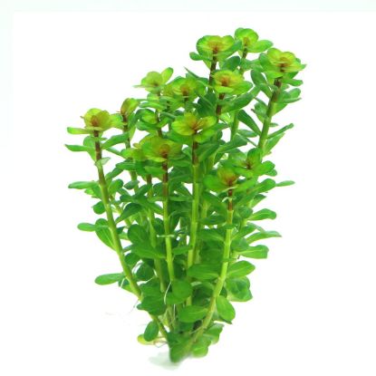 Dennerle Plants Rotala indica In-Vitro (Dennerle Plants)